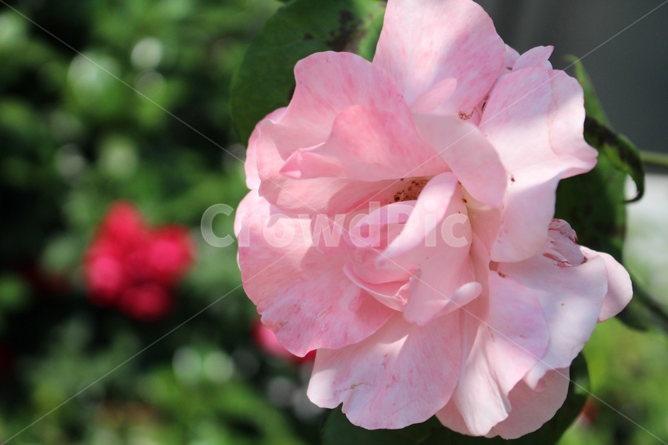 식물,분홍장미,rose,여름날,summer