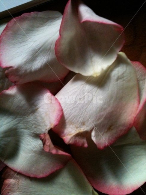 꽃잎,장미꽃,분홍,꽃,분홍장미,rose,pink,배경,슬픔,몽환,감성,낙화,fleur,flower,폰배경,배경사진,꽃,flower