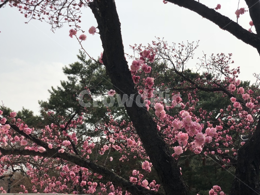 plant,식물,cherryblossom,벚꽃,blossom,꽃,flower,핑크꽃,식물,자연,plants,nature,꽃,flower