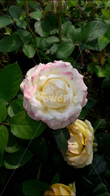 장미,꽃,초록,일산,고양국제꽃박람회,식물,자연,plants,nature,꽃,flower