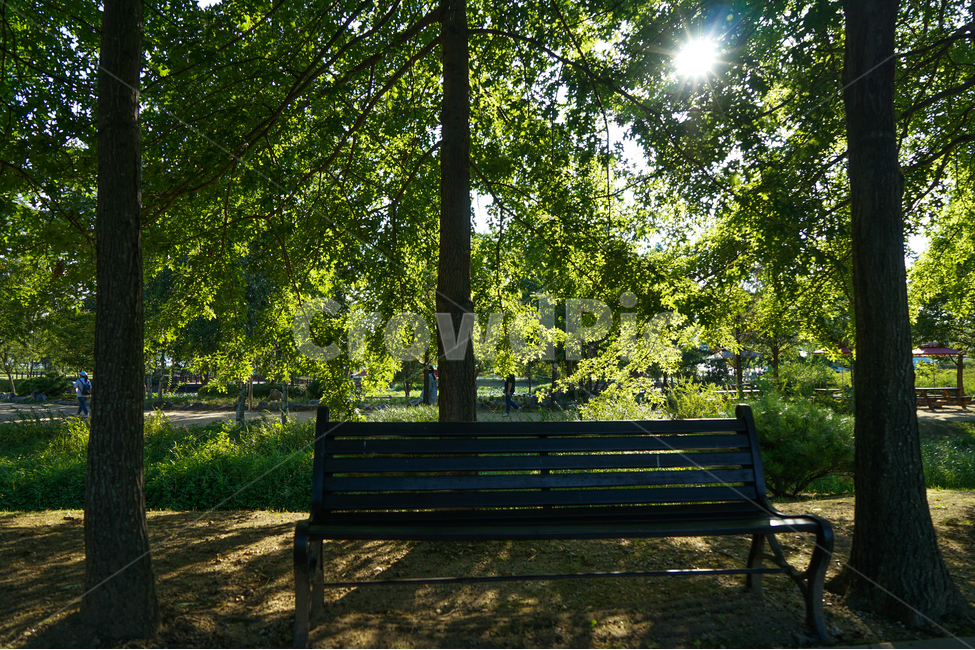 공원,숲,숲속,길,벤치,나무,자연,풍경,자연,풍경,nature,landscape,bench,park bench,공원 벤치