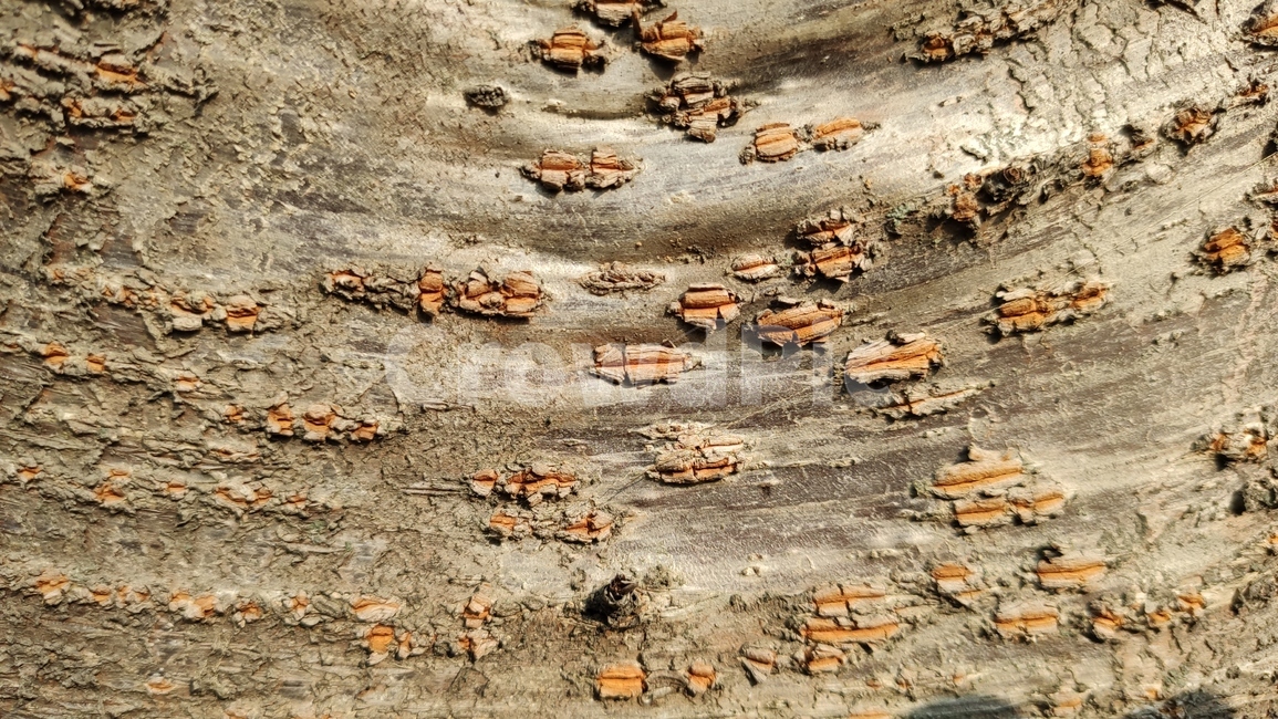 나무껍질,나무질감,식물,나무,plant,tree,bark,woodtexture,식물,자연,plants,nature,나무,trees,wood,텍스처,질감,패턴,texture,pattern