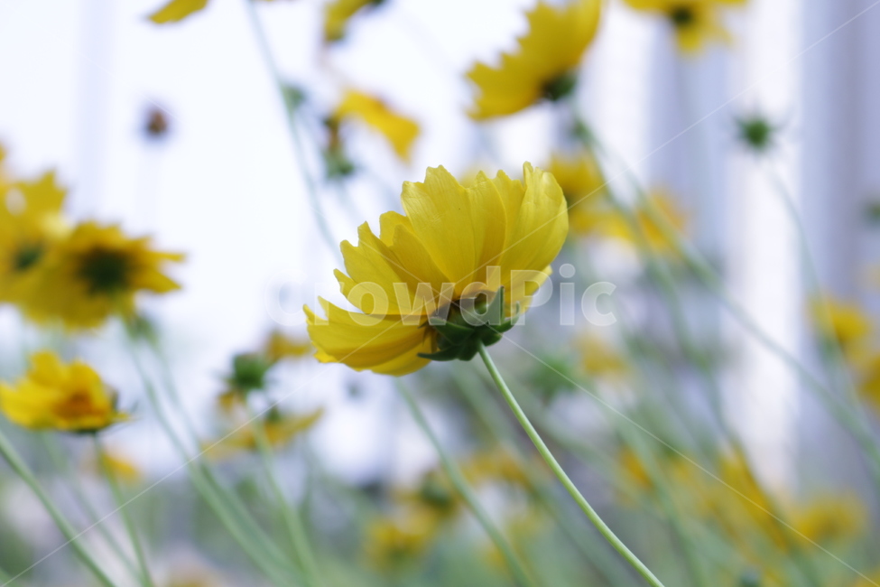 꽃,접사,들풀,감성,노랑,들판,식물,자연,plants,nature,꽃,flower