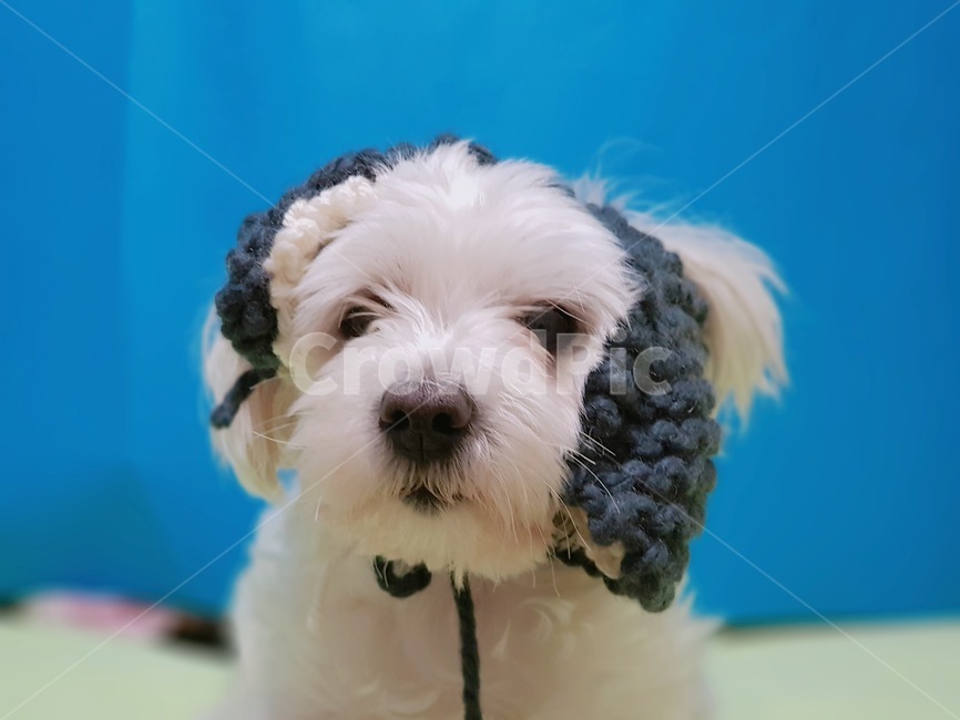 반려견,말티즈,귀도리,강아지,멍멍이,동물,animal,포유류,mammal,개,강아지,dog,doggy
