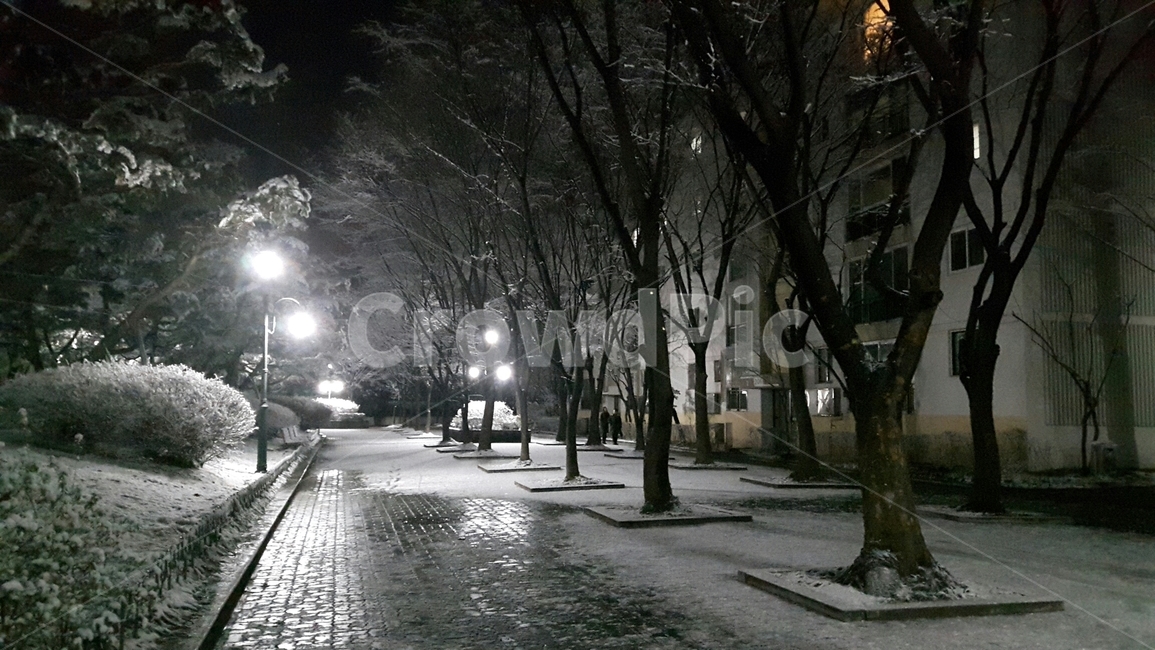 아파트,보도,겨울,빛,눈,나무,눈길,겨울,계절,winter,season,야경,밤,풍경,nightscape,night,landscape