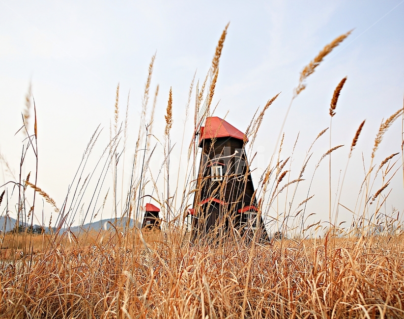 풍차,갈대,자연,배경,풍경,바람개비,자연,풍경,nature,landscape,건축물,건물외관,exterior,building,structure,architecture,construction,grass,잔디,plant,식물,lawn,reed