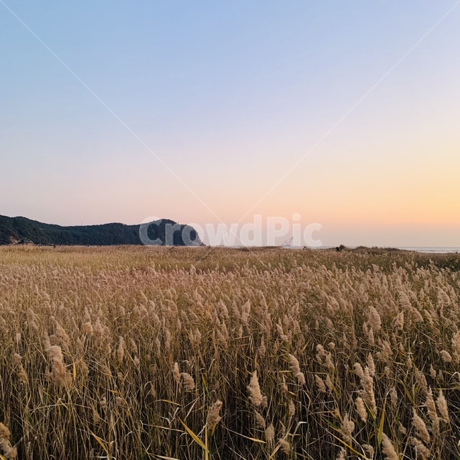 갈대밭,풍경,노을,해질무렵,오로라,갈대,plant,식물,produce