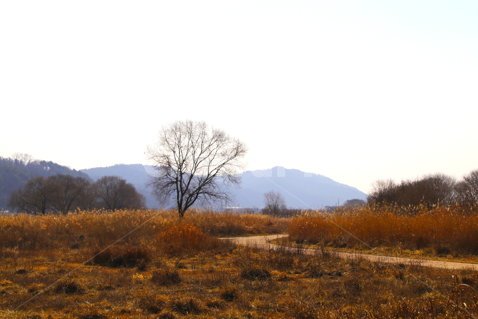 갈대,억새,하천,숲,산,나무,가을,추억,쓸쓸함,고요함,가을,계절,fall,autumn,season,자연,풍경,nature,landscape,grassland,목초지,field,들,outdoors,옥외,savanna,대초원