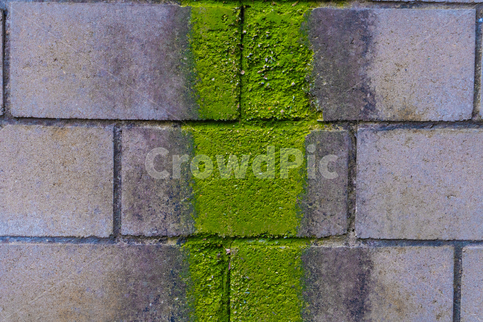 벽,wall,이끼,식물,block