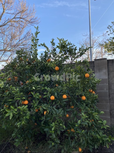 자연,나무,오렌지,마당,orange,fruit,citrus,감귤