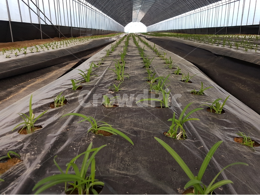 식물,모종,새싹,삼채,비닐하우스,농촌,산업,industry,industrial,농업,농사,agriculture,farming,farming industry