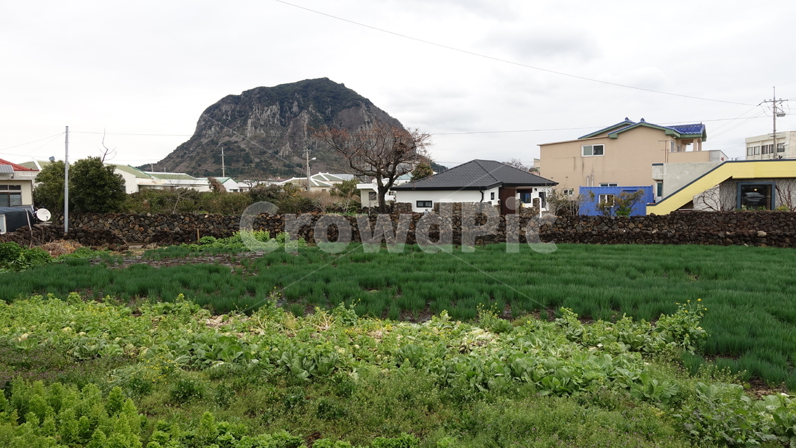 산방산,밭,mountain,산,nature,자연,제주도,jeju