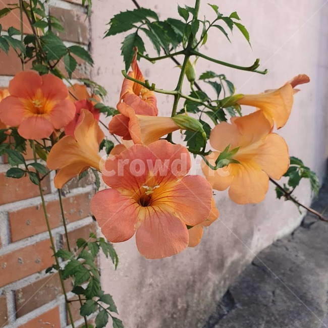 plant,식물,blossom,flower,꽃,시골,식물,자연,plants,nature,꽃,flower