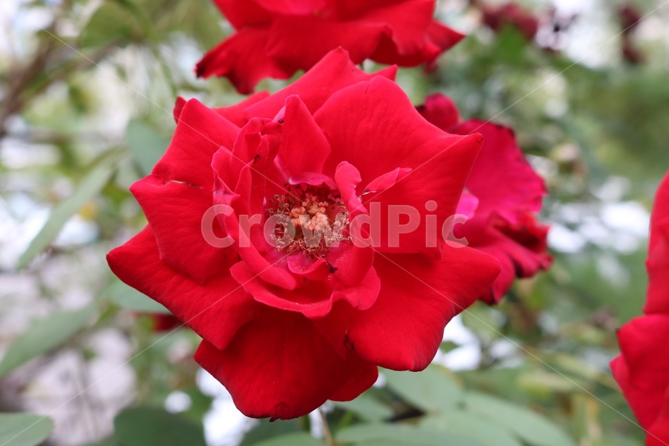 장미,꽃,식물,빨강,초록,자연,rose,bara,flower,hana,plants,shokubutsu,red,aka,green,midori,nature,식물,자연,plants,nature,꽃,flower