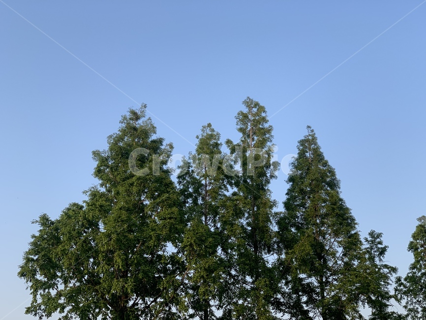 tree,나무,하늘,여름,맑음