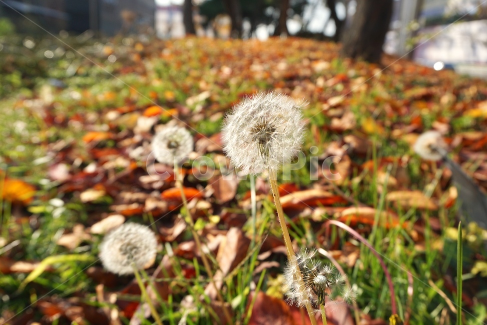 민들레,낙엽,가을,들꽃,홀씨,홑씨,나뭇잎,단풍,가을,계절,fall,autumn,season,식물,자연,plants,nature,꽃,flower,plant,blossom