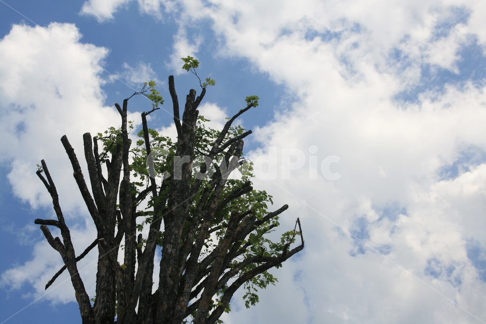 하늘,자연,나무,푸르름,구름,nature,natural,sky,cloud,tree,blue,식물,자연,plants,nature,나무,trees,wood