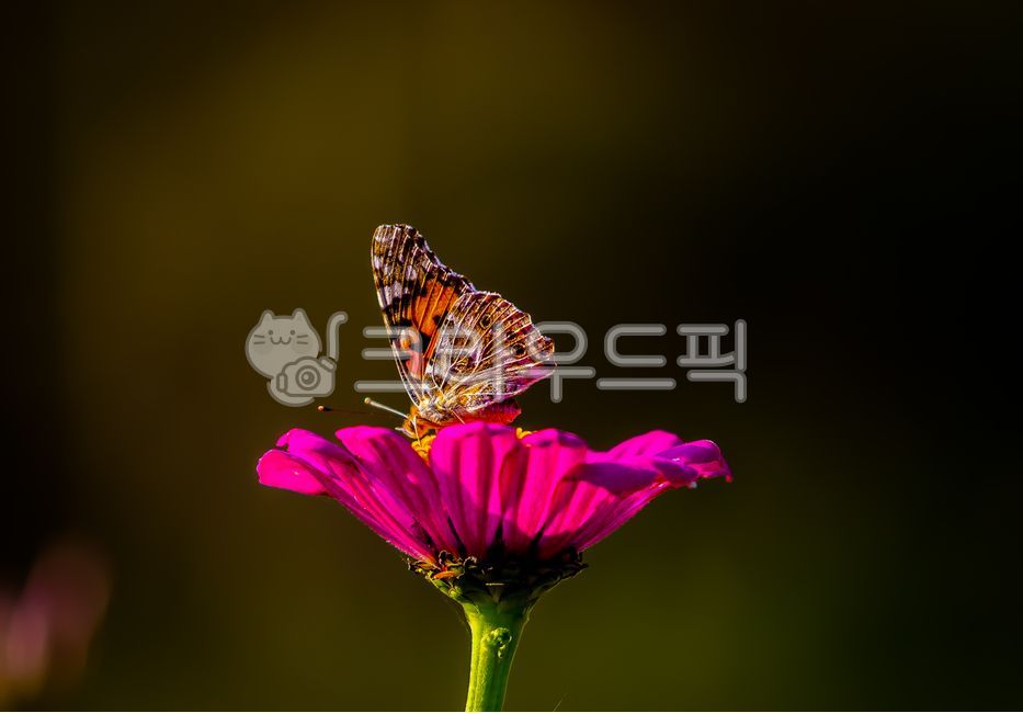 Little fashionable butterfly,butterfly,Lepidoptera,cardui,insect,animal,invertebrate,vanessa,invertebrates,Fourlegged butterfly family