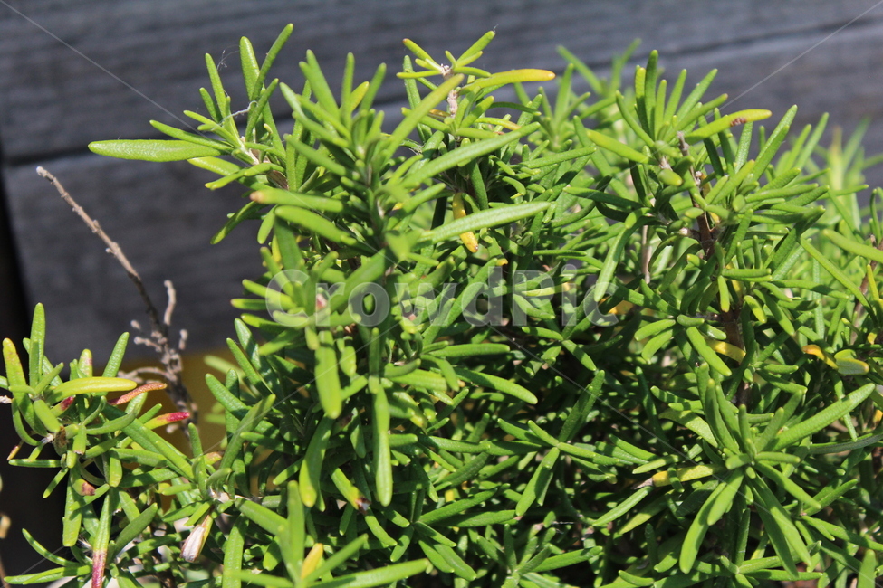 식물,로즈마리,그린,초록,초록식물,식물,자연,plants,nature