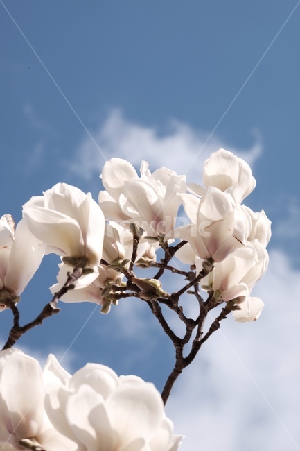 magnolia,목련,백목련,봄꽃,spring,flower,flowers,봄,하늘,봄,계절,spring,season,식물,자연,plants,nature,꽃,flower,plant