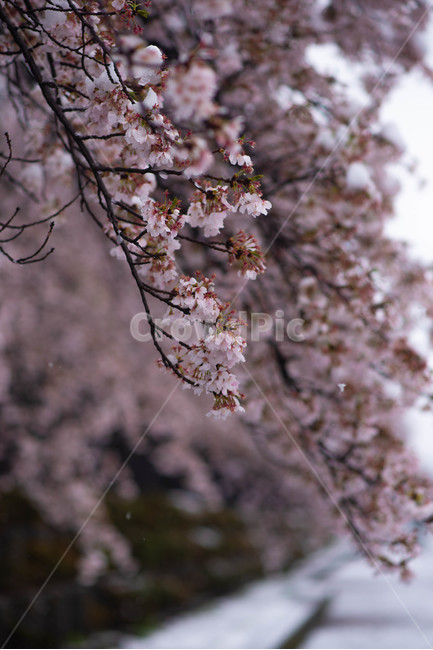 벚꽃,봄,겨울,눈,눈꽃,이상기온,풍경,식물,plant,flower,snow,cherryblossom,bossom,winter,spring