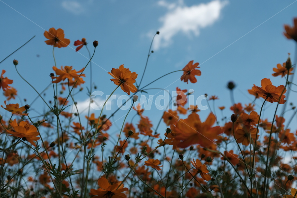 코스모스,꽃,가을꽃,주황색,가을,flower,autumn,fall,부드러움,softness,가을,계절,fall,autumn,season,식물,자연,plants,nature,꽃,flower,leaf,잎,plant,tree,나무,maple leaf,단풍잎