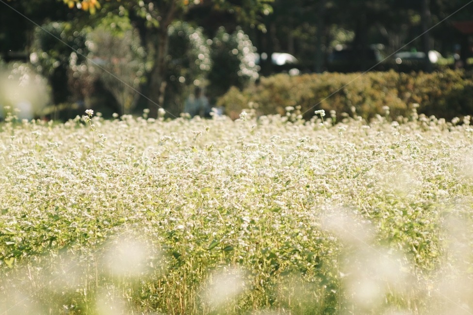 메밀,메밀꽃,꽃,식물,자연,flower,plant,nature,식물,자연,plants,nature,꽃,flower