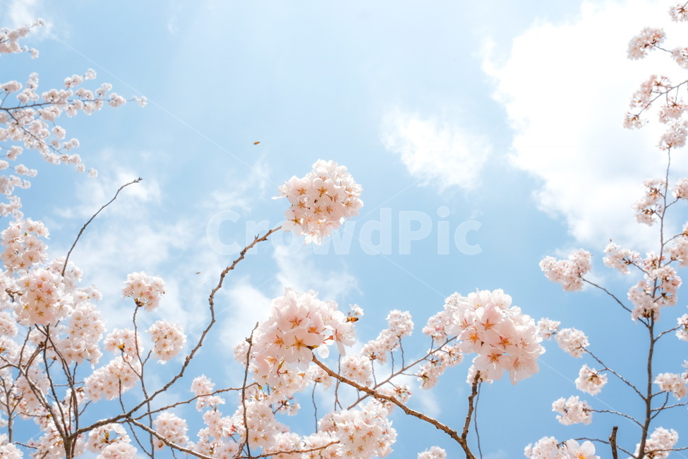 벚꽃,감성,봄,풍경,벚꽃나무,봄,계절,spring,season,식물,자연,plants,nature,꽃,flower,감성,sensible,feeling,plant