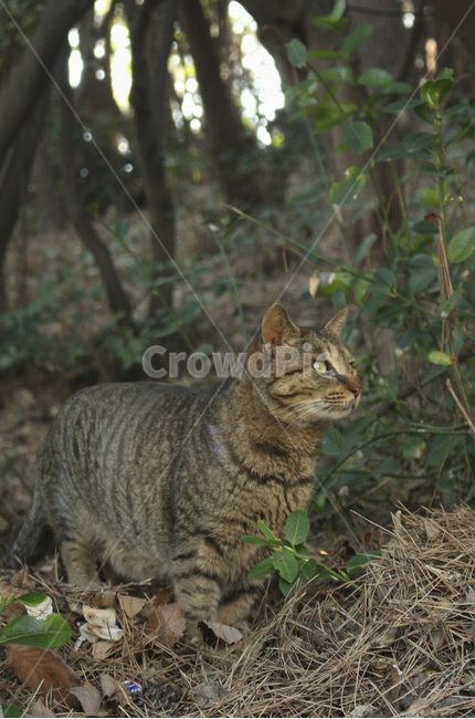 공원,park,고양이,cat,kitten,tabby,얼룩,얼룩고양이,길고양이,mammal,포유류,cute,귀여운,동물,animal,포유류,mammal,고양이,cat,kitten,kitty
