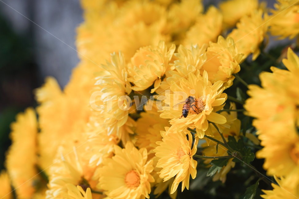 꿀벌,가을,자연,꽃,벌,곤충,bee,insect,flower,plant,식물,식물,자연,plants,nature,꽃,flower,곤충,벌레,insect,bug