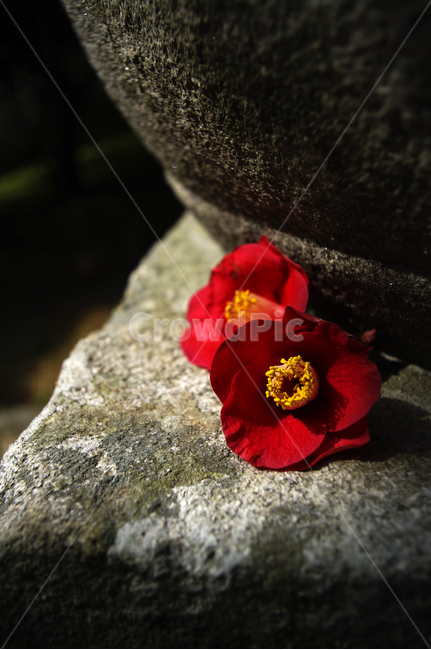낙화,꽃잎,동백꽃,꽃,flower,계절,봄,spring,꽃,flower
