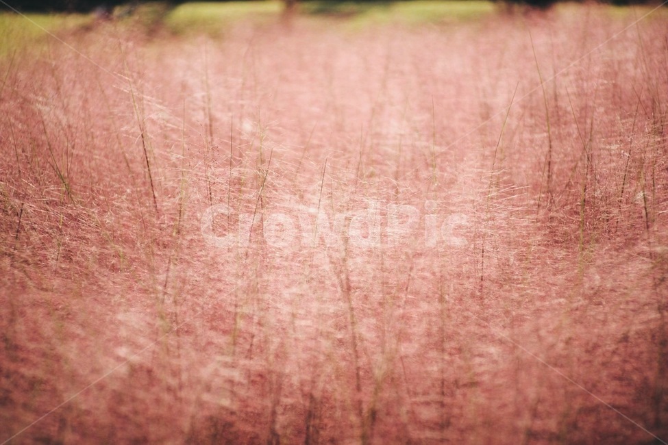핑크뮬리,식물,꽃,자연,flower,nature,plant,가을,계절,fall,autumn,season,식물,자연,plants,nature,linen,리넨