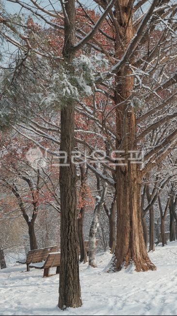 snowyday,tree branch,winter,cold,tree trunk,leaves,treetrunk,park,storm,bench,snow day,nature,park walk,blizzard,tree,winter tree,snow,plant,wintertree,walk