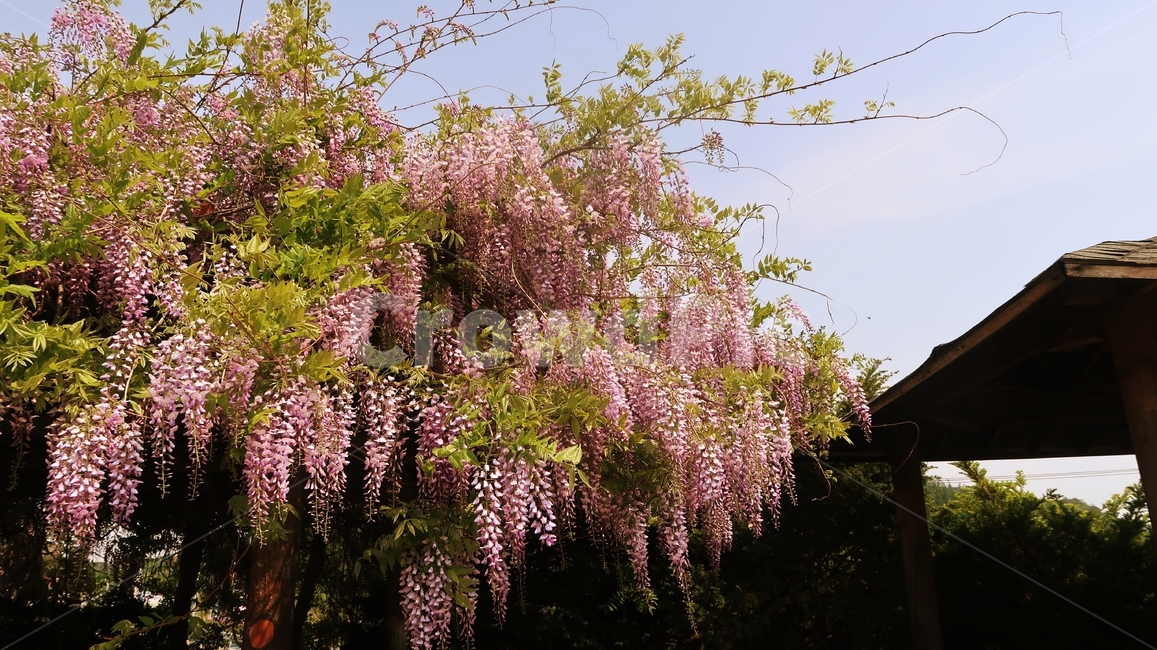 등나무꽃,등나무,봄,봄꽃,꽃,핑크,분홍,오두막,blossom,garden,nature,park,plant,bloom,wisteria,purple,blooming,flower,violet,spring,outdoor,leaf,beautiful,정원,잎사귀,피다,wisteriafloribunda,wisteriasinensis,background