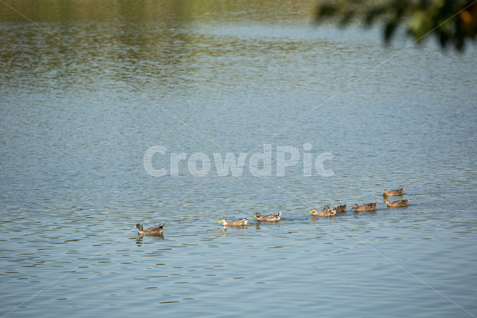 오리,water,물,outdoors,옥외,nature,자연,duck,동물,animal,조류,새,birds