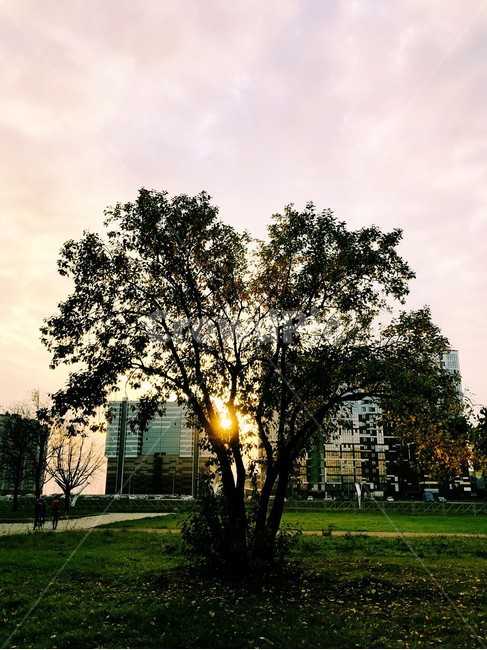 노을,나무,하늘,핑크하늘,sunset,sky,tree,sunlight,햇빛