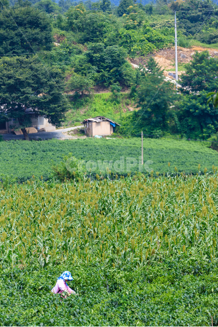 시골여름,농촌,풍경,농업,시골,농경,여름,시골,마을,풍경,landscape,country,rural,town,산업,industry,industrial,농업,농사,agriculture,farming,farming industry