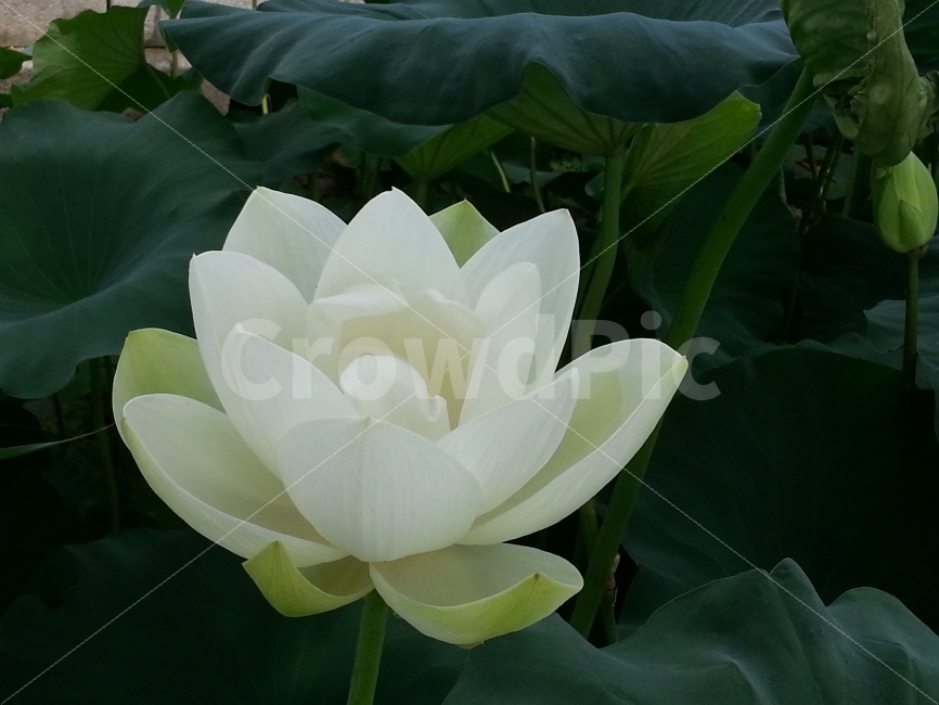 연꽃,연잎,봉우리,세미원,연등,식물,자연,plants,nature,꽃,flower