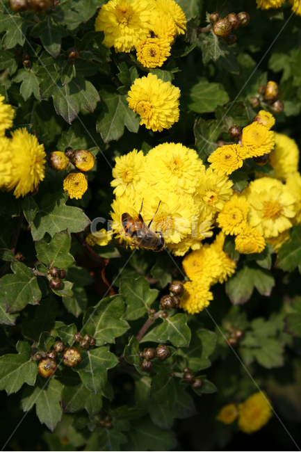 소국,국화,가을,식물,flower,plants,nature,꽃,꽃봉오리,꽃밭,벌,식물,자연,plants,nature,꽃,flower,동물,animal,곤충,벌레,insect,bug