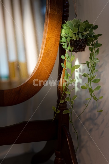 거울,여유로움,여유,햇살,식물,노을,실내용화초,화분,화초,house plant