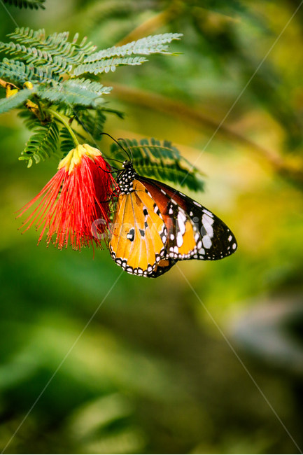 나비,봄,자연풍경,자연적인,아름답다,nabi,buterfly,생명,보호,서울숲,photo,날개짓,곤충,풍경,봄,계절,spring,season,식물,자연,plants,nature,꽃,flower,동물,animal,곤충,벌레,insect,bug