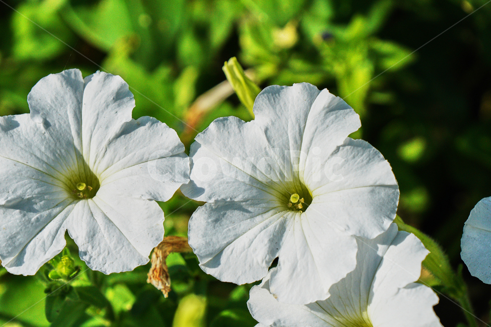 꽃,자연,식물,감성사진,여름,식물,자연,plants,nature,꽃,flower