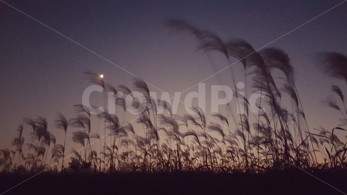 억새,하늘공원,달,해질녘,가을,moon,park,sunset,autumn,fall,밤,휴식,명상,가을,계절,fall,autumn,season,야경,밤,풍경,nightscape,night,landscape,식물,자연,plants,nature,plant,grass,잔디,lawn,reed,갈대