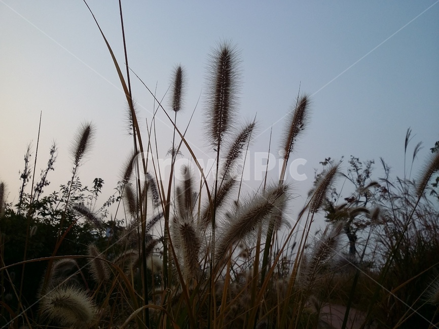 plant,식물,하늘,자연,강아지풀,가을,계절,fall,autumn,season,식물,자연,plants,nature