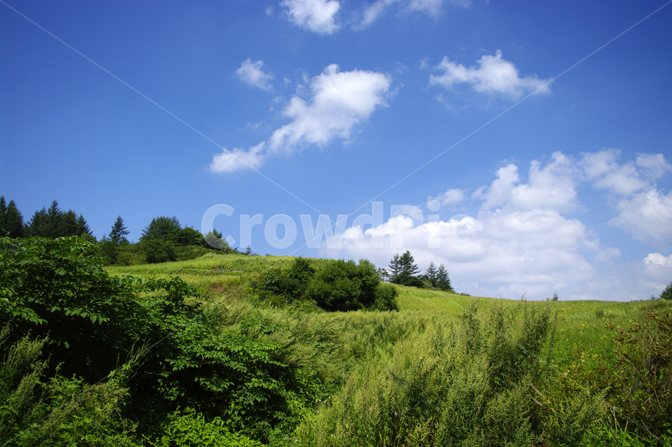 하늘,식물,초록,풍경,구름,자연,목초지,들,nature,자연,풍경,nature,landscape