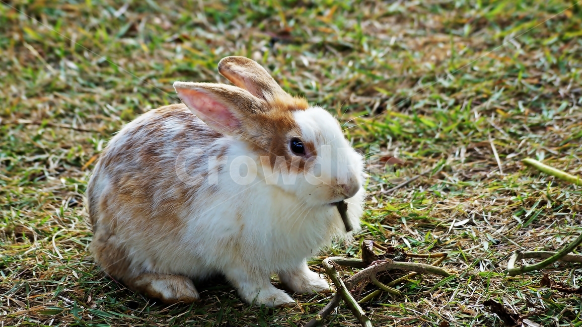 토끼,동물,포유류,초식동물,귀여움,동물,animal,포유류,mammal