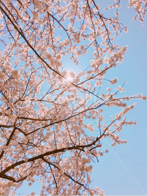 봄,벚꽃,spring,cherryblossom,벚나무,봄날,하늘,꽃,분홍,태양,꽃잎,sun,푸른하늘,구름없는,감성
