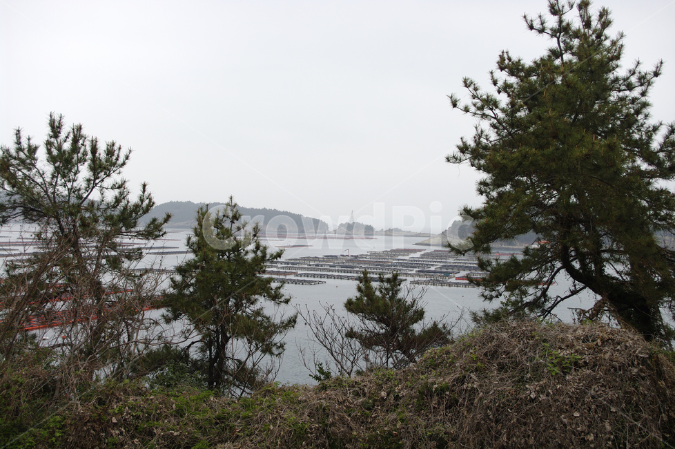 풍경,나무,소나무,식물,plant,자연,nature,섬,바다,자연,풍경,nature,landscape,tree,fir,전나무,conifer,구과 식물