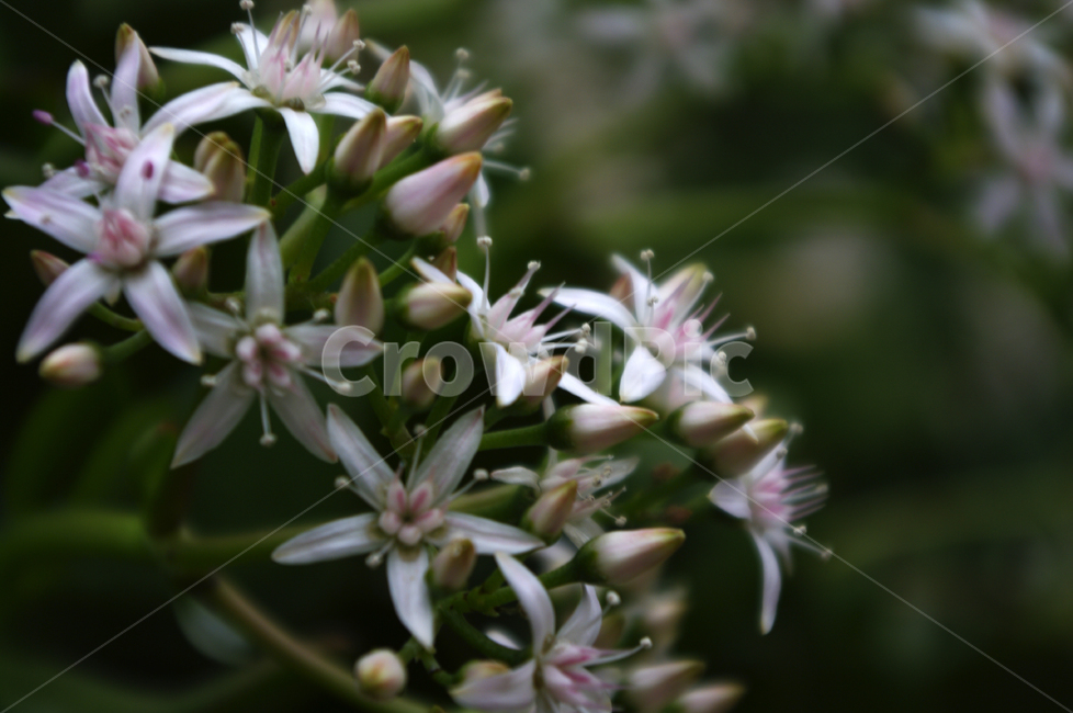 꽃,식물,flower,plant,color,식물,자연,plants,nature,꽃,flower