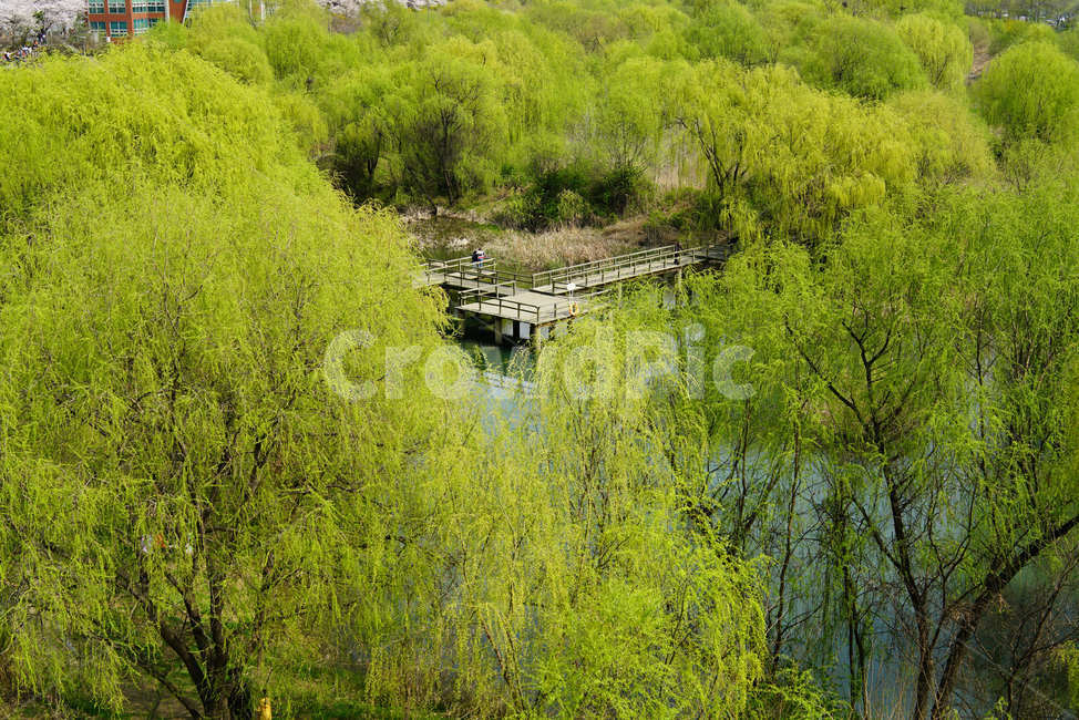 봄정취,봄내음,녹음,초록,녹색,자연,풍경,nature,landscape,outdoors,옥외,water,물